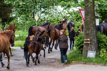 Bild 200 - Reitschule Jan�en Jubil�um